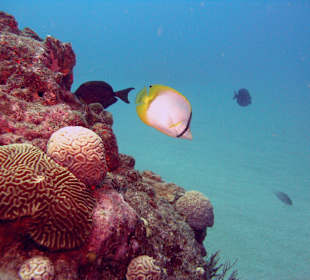 Begegnung unter Wasser Hurghada