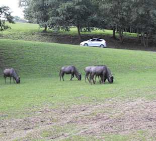 Safari ZOO Dvur Kralove w Czechach