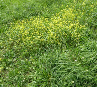 Wandern Murnau am Staffelsee