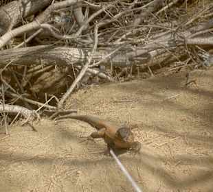 Eidechse von den Dünen