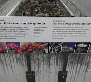 Sukkulentensammlung