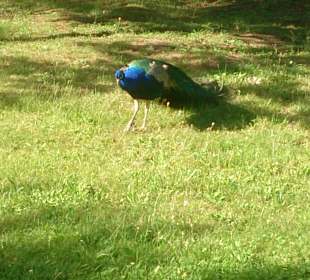 Páv v Růžové zahradě