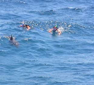 Delfinschwimmen mit Mogli-Tours