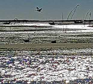 Parque Natural da Ria Formosa