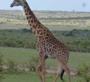 Masaigiraffe
