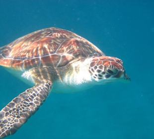 Schildköte in unserer Lagune