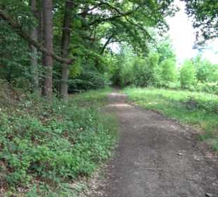 Wanderweg - Alter Steinbruch Pfaffenberg Runde