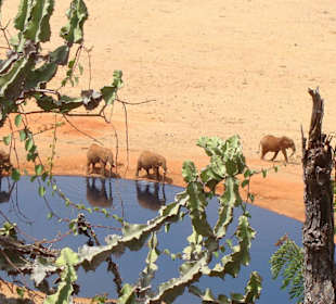Elefanten am Wasserloch