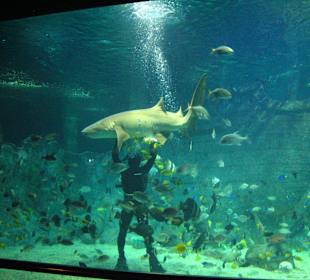 Кормление рыб