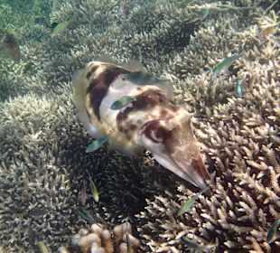 Hausriff Prince John Dive Resort 