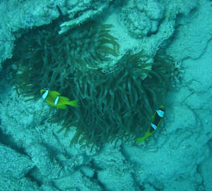 Anemonenpärchen