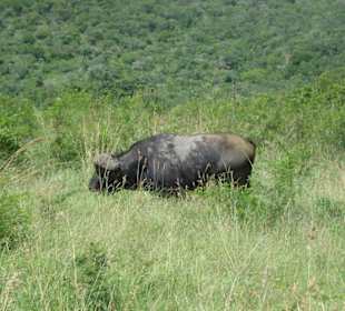 Ein mächtiger Büffel