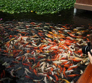 Koi Teich am Eingang