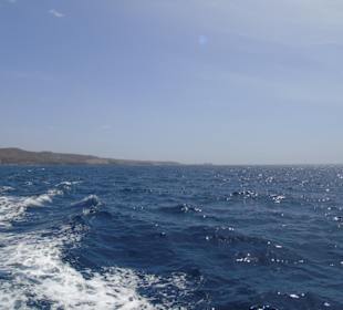 Delfinwatching
