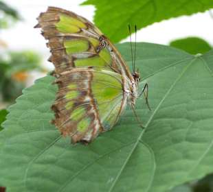 Blumeninsel Mainau Schmetterlingshaus