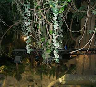 Lianen,die herunter hängen