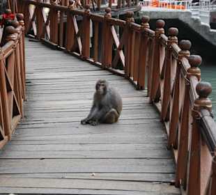 Affe am Bootssteg