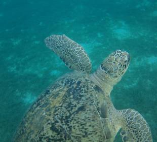 Schnorcheln Abu Dabbab