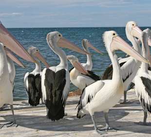 Warten aufs Leckerchen 