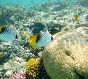 Schnorcheln ein paar Strände weiter