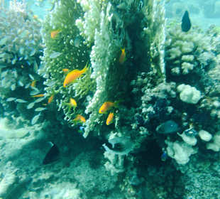 Schnorcheln am Hausriff