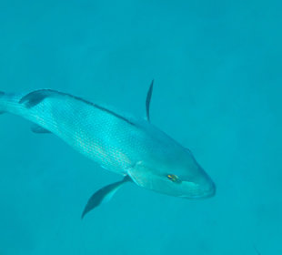 Böser Blick - aber ganz friedlich