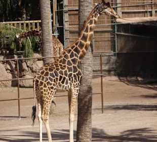 Giraffe