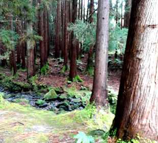 Inselrundfahrt Terceira