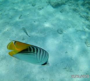 Schnorcheln Sahl Hasheesh