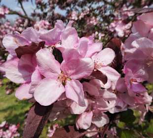 Obstbaumblüte im Baumpark Thedinghausen