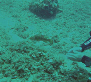 Vasilis laest den Fisch frei