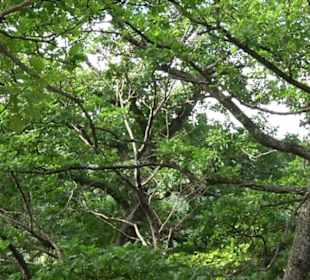 Tour entlang der Traifelbergfelsen