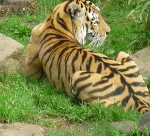 Tiere im Zoo 