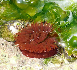 Bei Ebbe wird Unterwasserflora sichtbar
