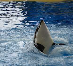 Orca Show