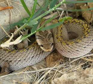 Rundherum viele Tiere,vor allem Vögel