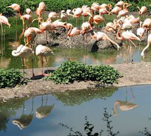 Flamingos