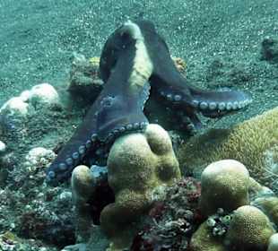 Krake beim Coral Garden