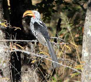 Vogelbeobachtung im Hwange Nationalpark