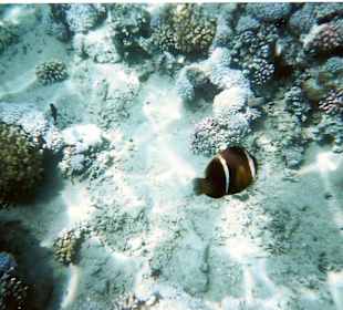 Unterwasserwelt SSRM