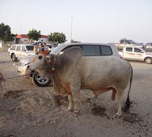 Vereinigte Arabische Emirate
