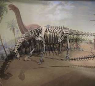 Brontosaurus, Royal Tyrrell Museum