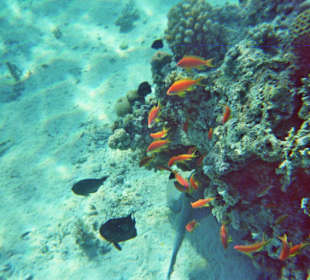 Schnorcheln bei Hurghada