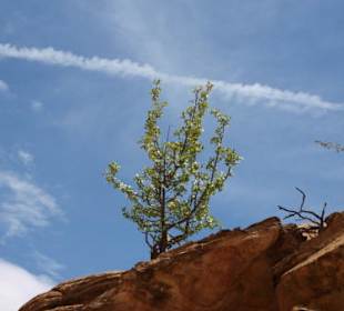 Capitol Reef National Park