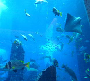 Aquarium Hotel Atlantis