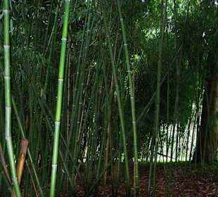 Bambusbereich