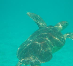 Schnorcheln am Hausriff