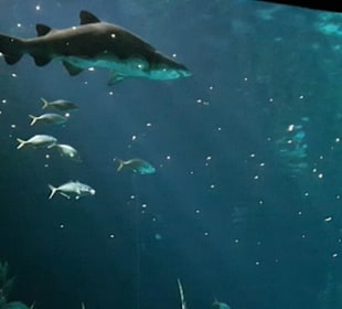 Aquarium