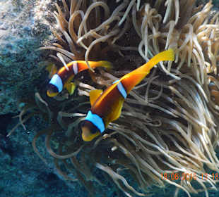 Anemonenfische