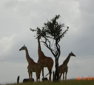 Giraffen